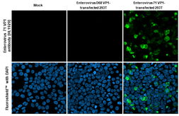 Anti-Enterovirus 71 VP1 antibody [HL1929] used in Immunocytochemistry/ Immunofluorescence (ICC/IF). GTX637688